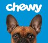 essential-products-that-every-pet-owner-should-have